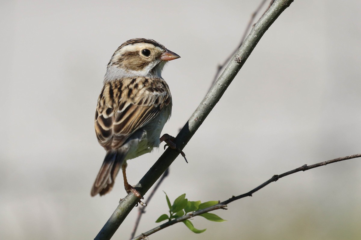Clay-colored Sparrow - Knut Hansen