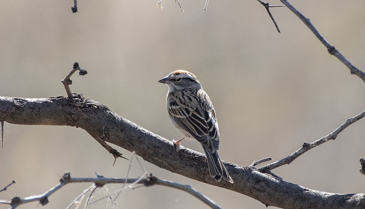 Chipping Sparrow - ML154703721