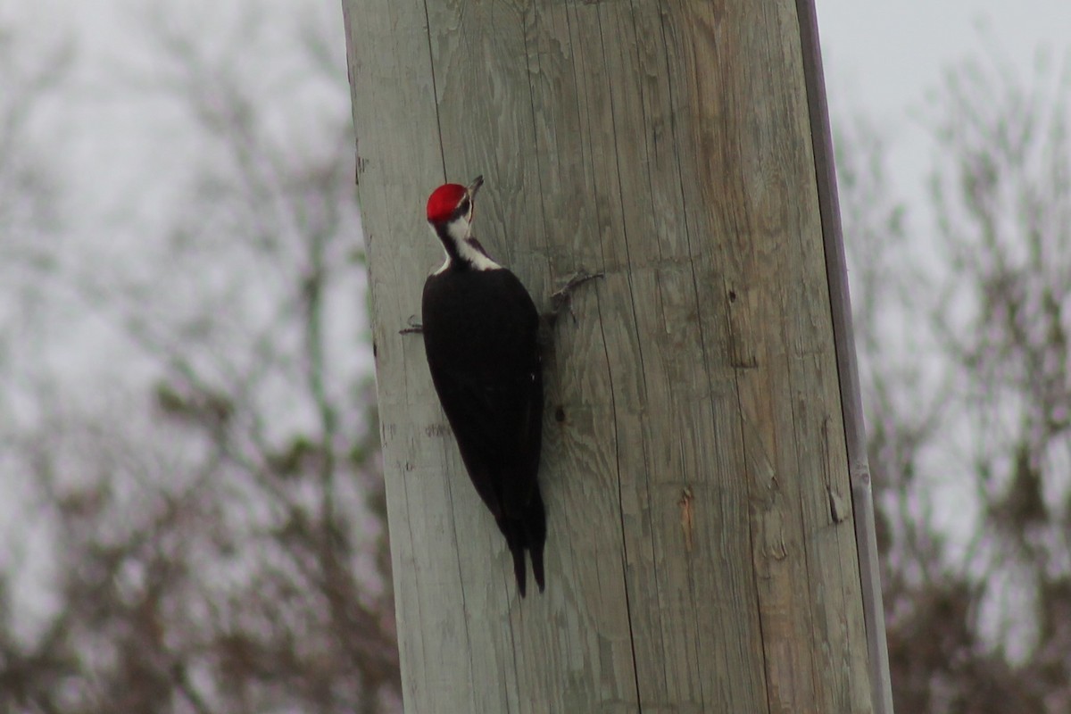 Pileated Woodpecker - Zane Shantz