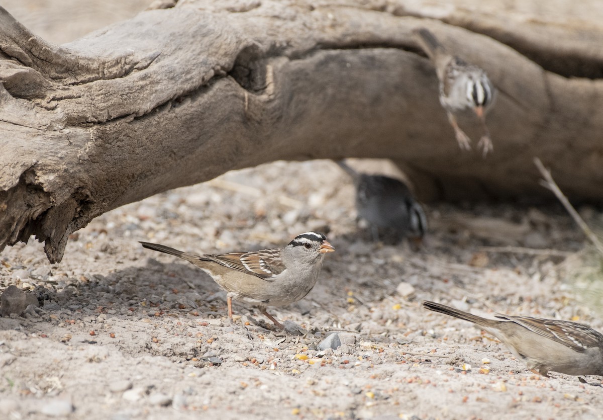 White-crowned Sparrow - ML154704981