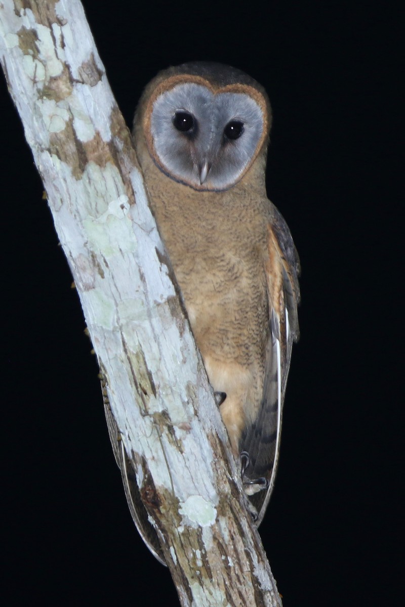 Ashy-faced Owl - ML154705601