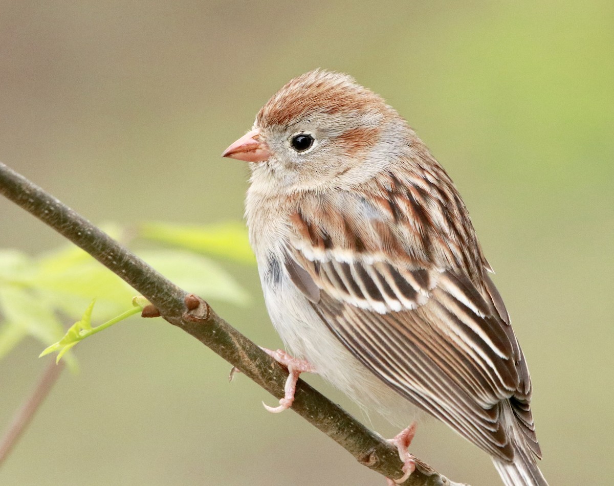 Field Sparrow - Zebedee Muller