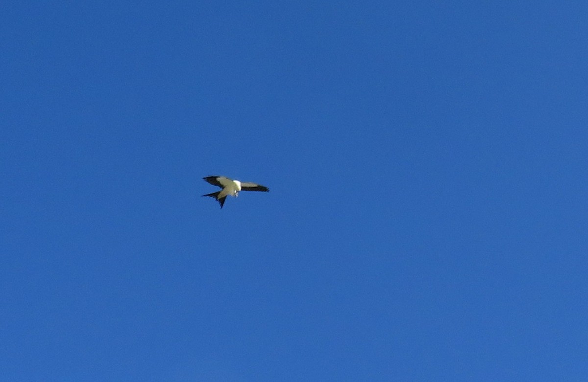 Swallow-tailed Kite - ML154710351