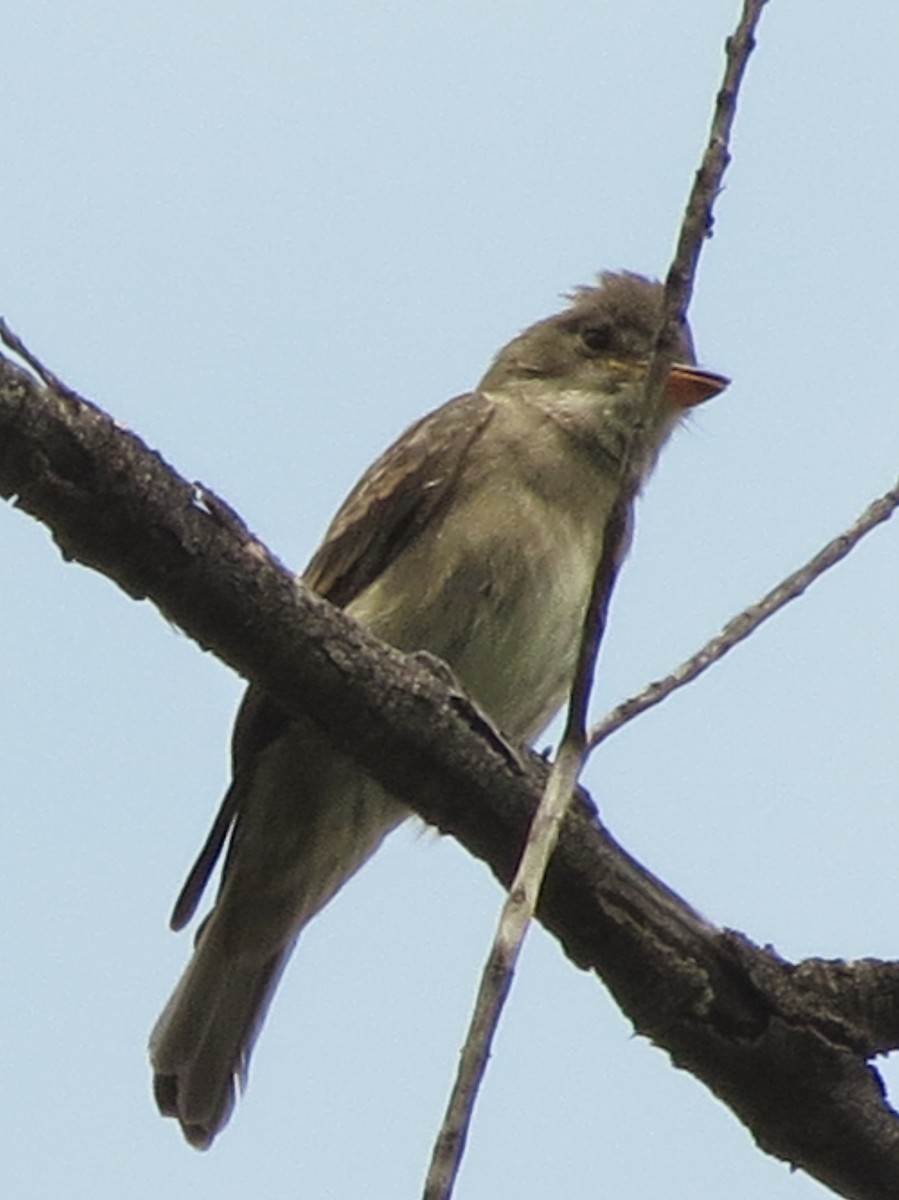 Greater Pewee - Tim Carney