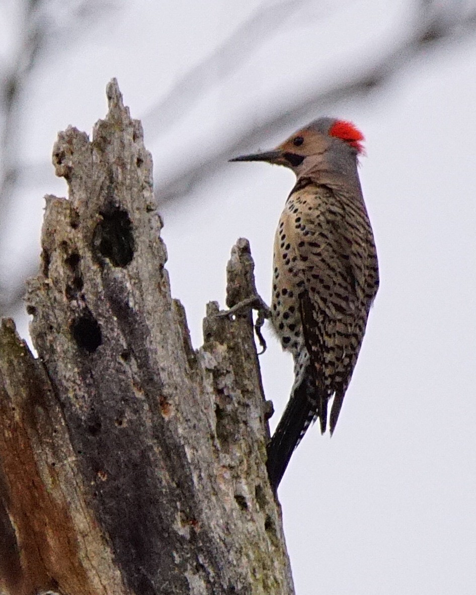 Northern Flicker (Yellow-shafted) - Dennis Mersky