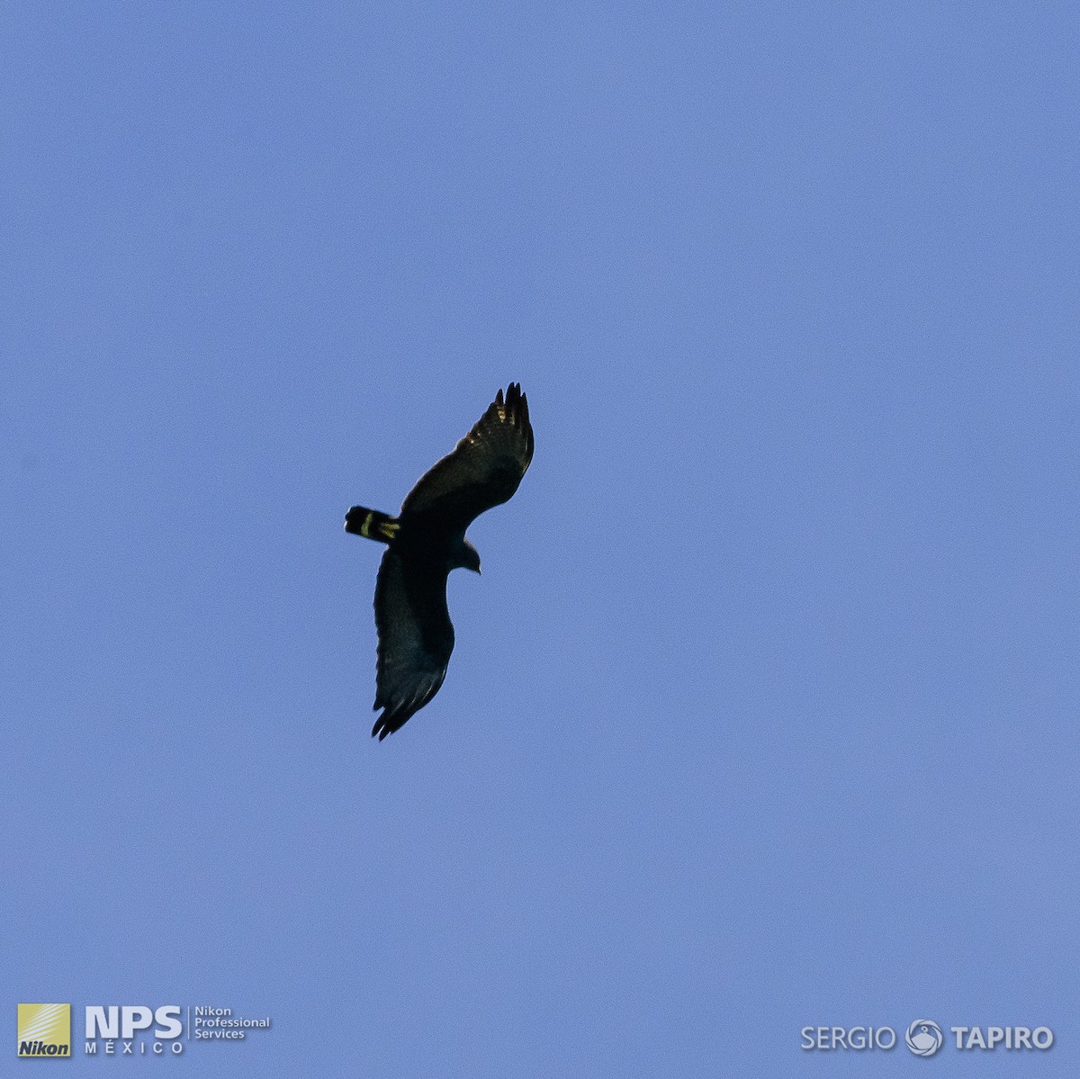Zone-tailed Hawk - ML154713601