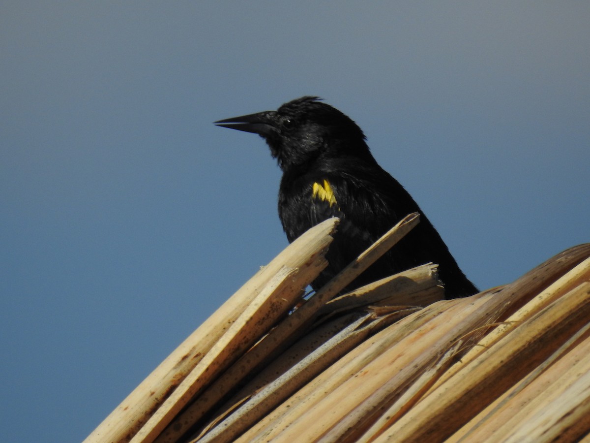 Yellow-winged Blackbird - ML154715221