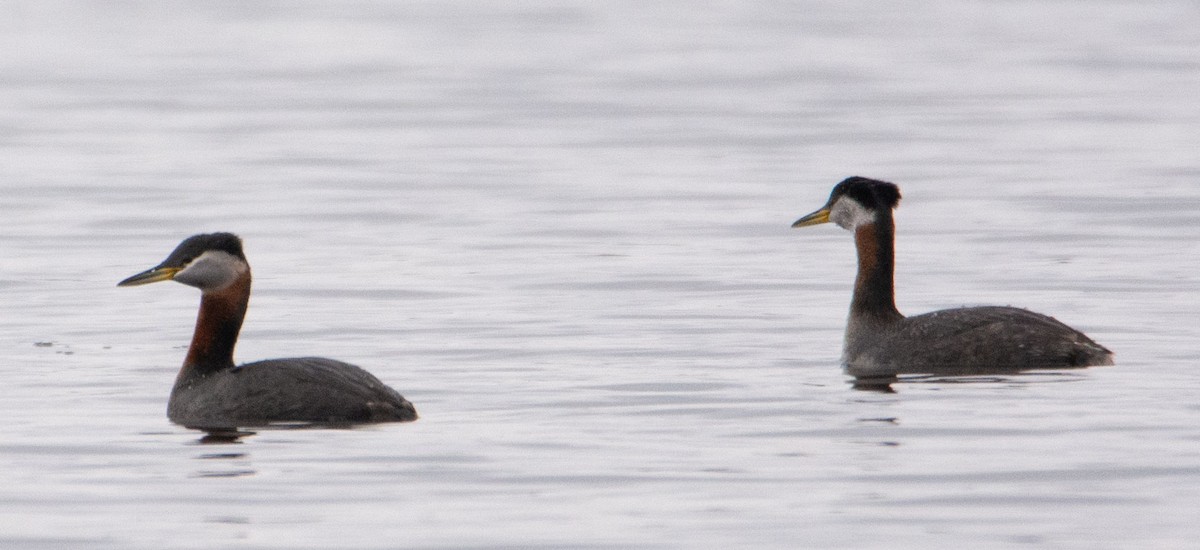 Red-necked Grebe - ML154721091