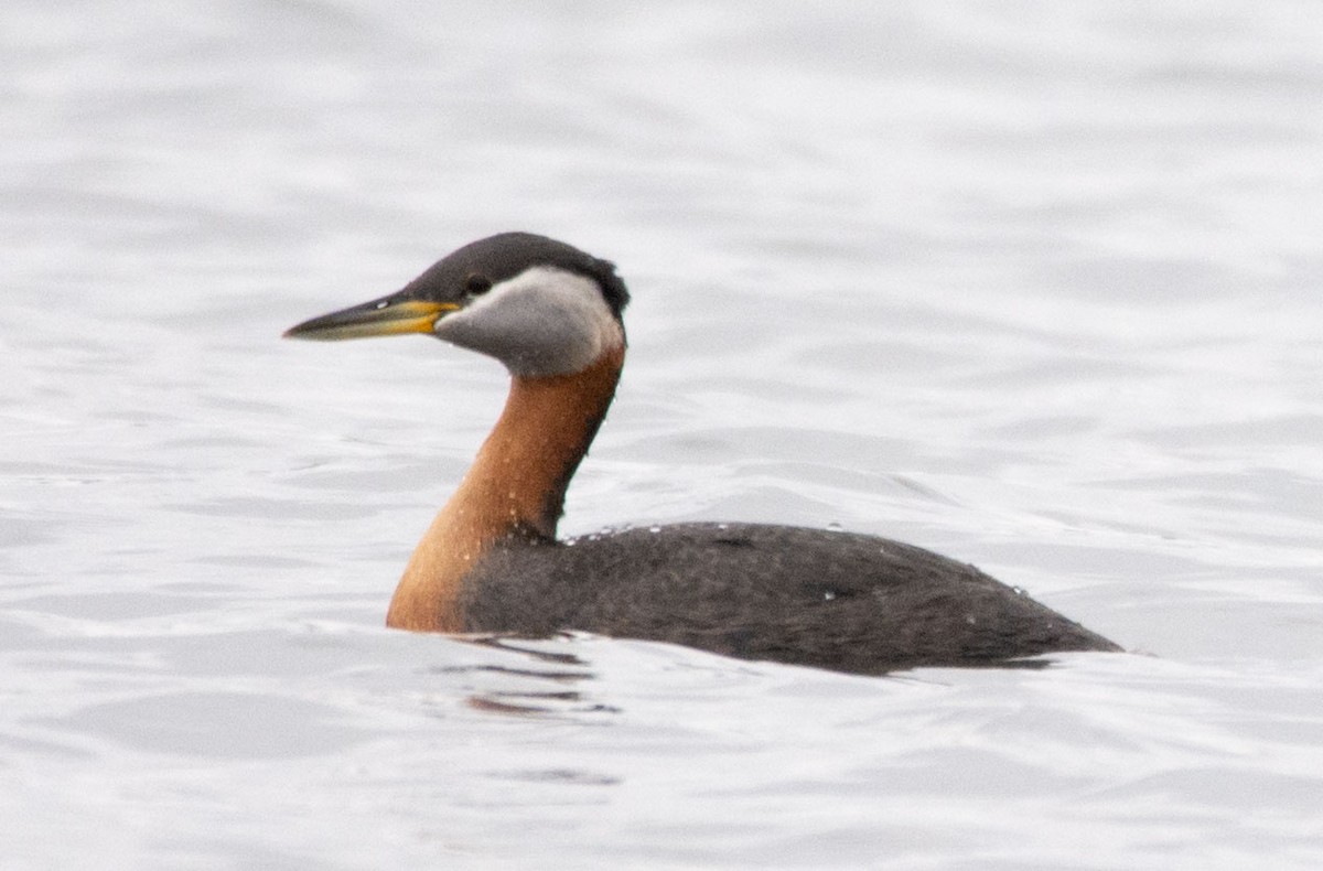 Red-necked Grebe - ML154722251