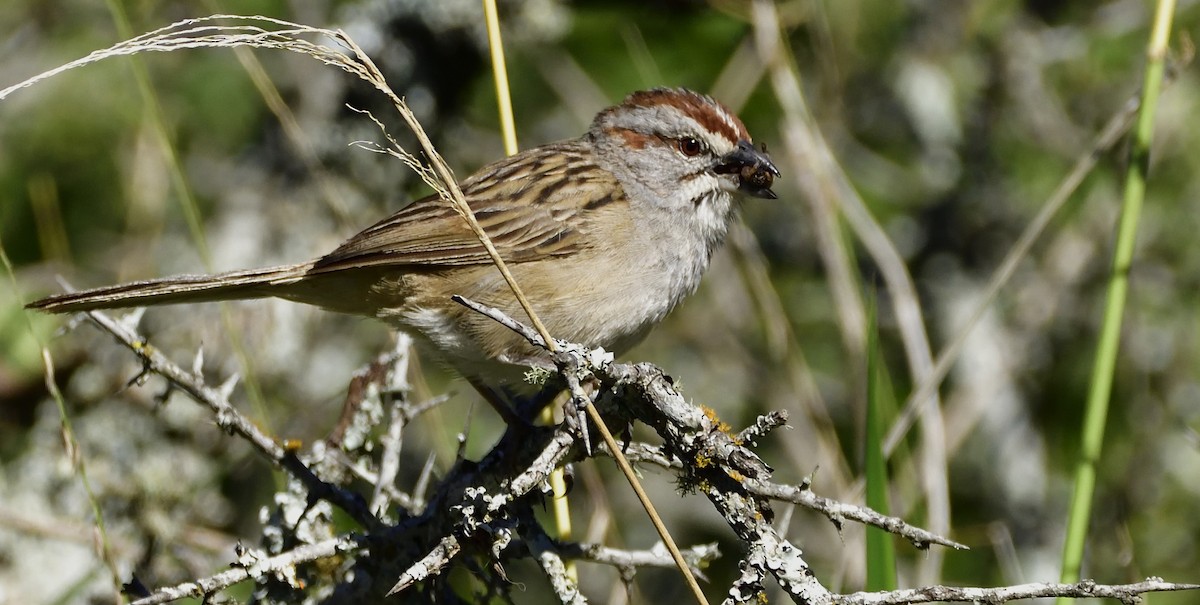 Chaco Sparrow - ML154722721