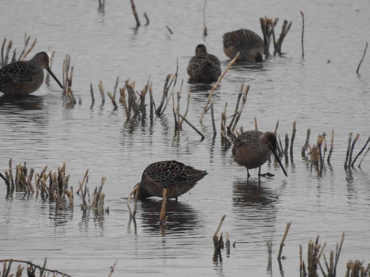 Long-billed Dowitcher - ML154724581