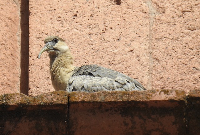 Juvenile Andean Ibis.&nbsp; - Andean Ibis - 