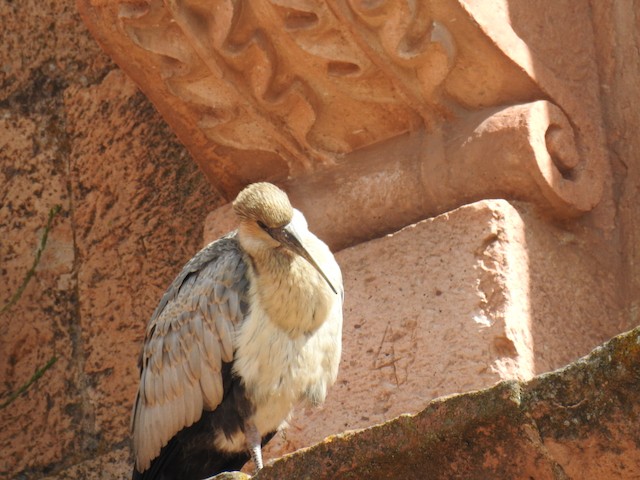 Juvenile Andean Ibis. - Andean Ibis - 