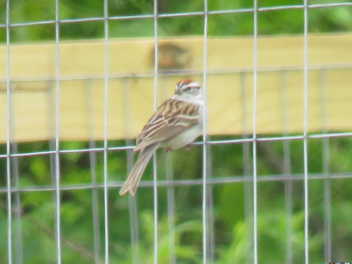 Chipping Sparrow - ML154727561