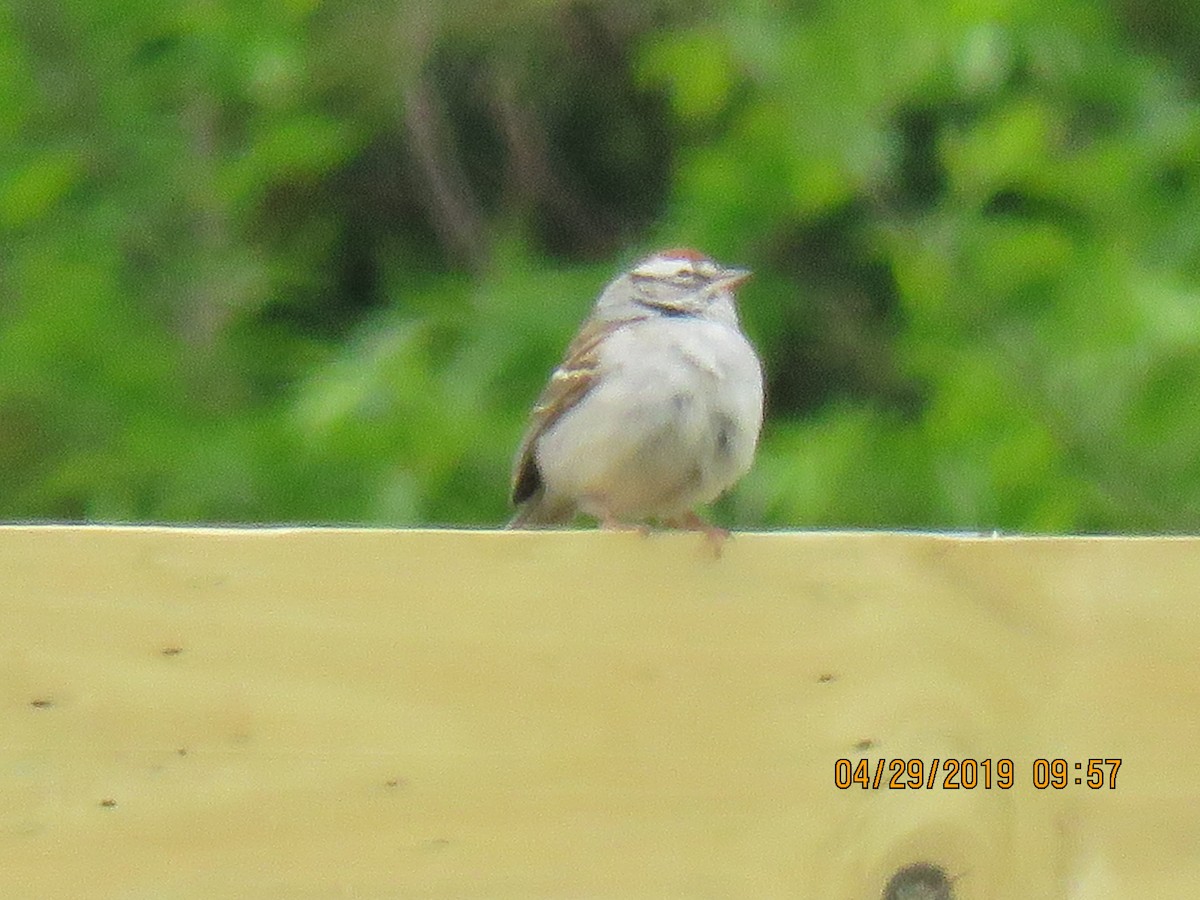 Chipping Sparrow - ML154727571