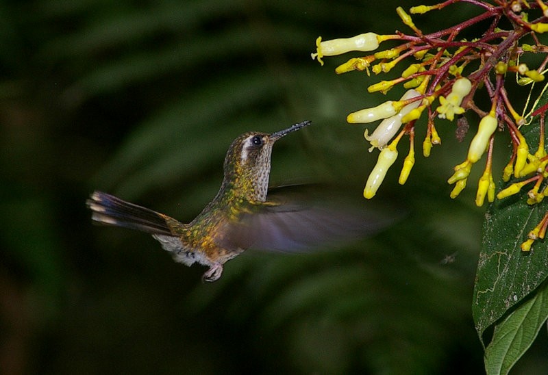 Speckled Hummingbird - Pascual J. Soriano