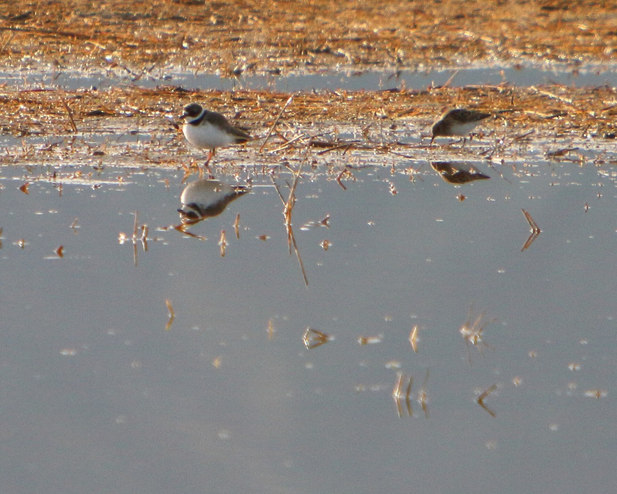 Semipalmated Plover - ML154729821