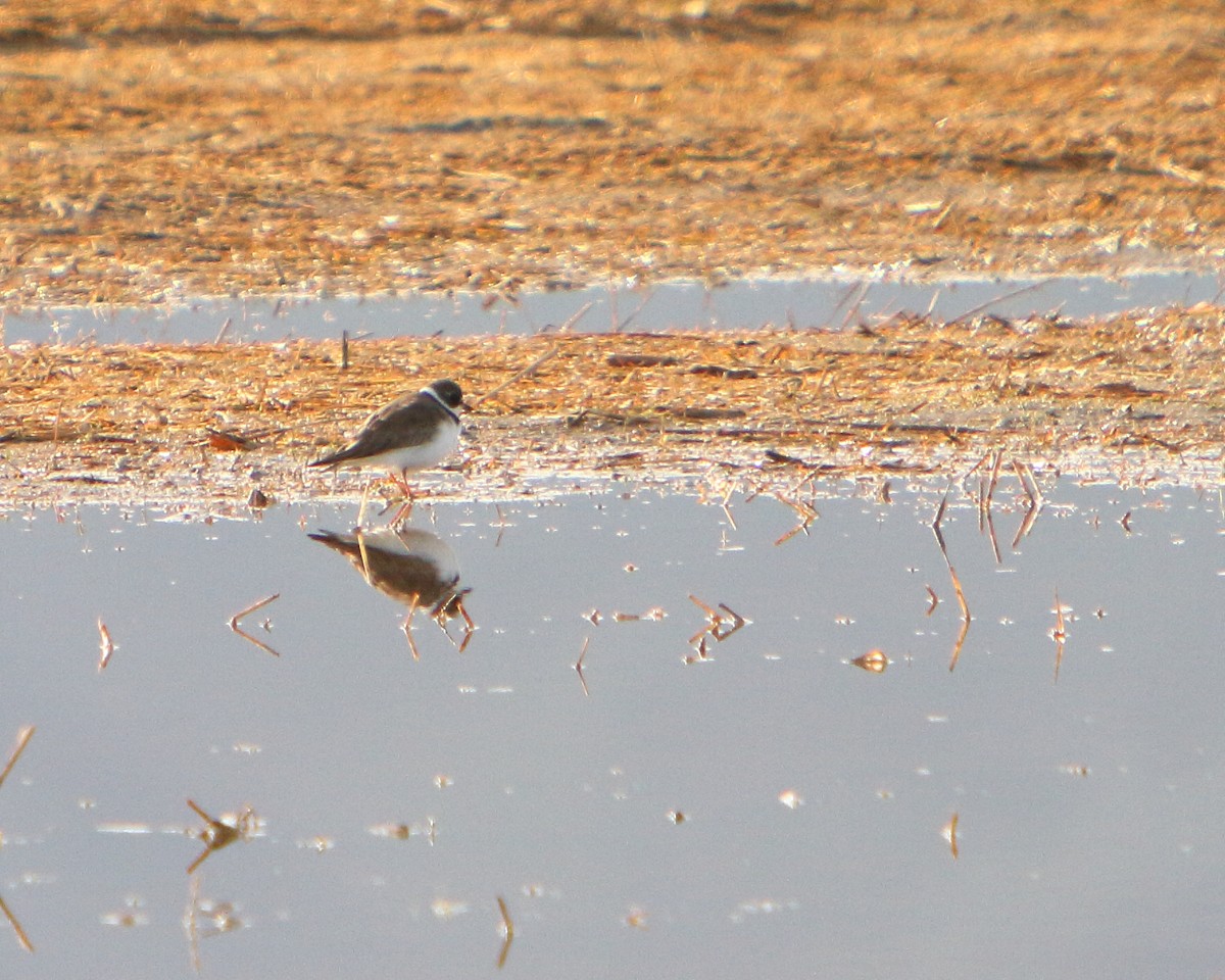 Semipalmated Plover - ML154729831