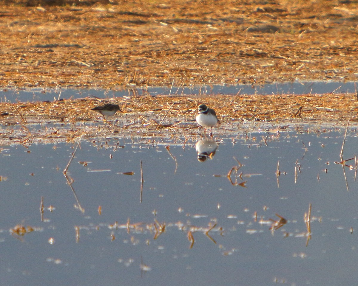Semipalmated Plover - ML154729841
