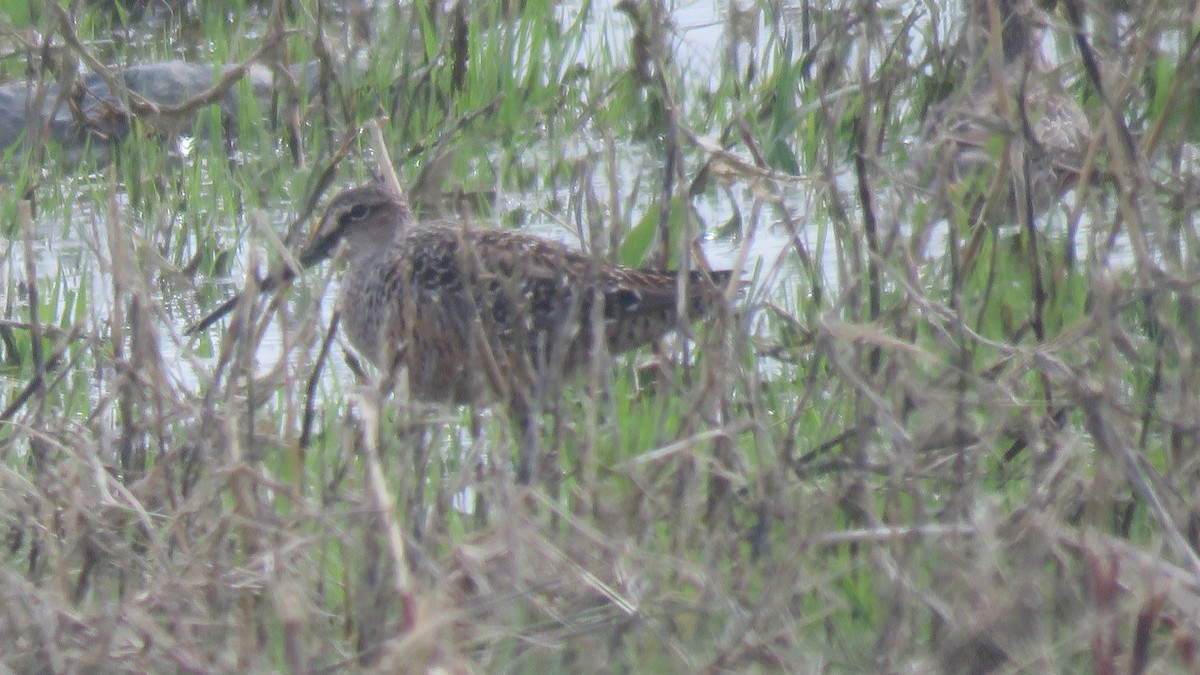 Long-billed Dowitcher - ML154733591