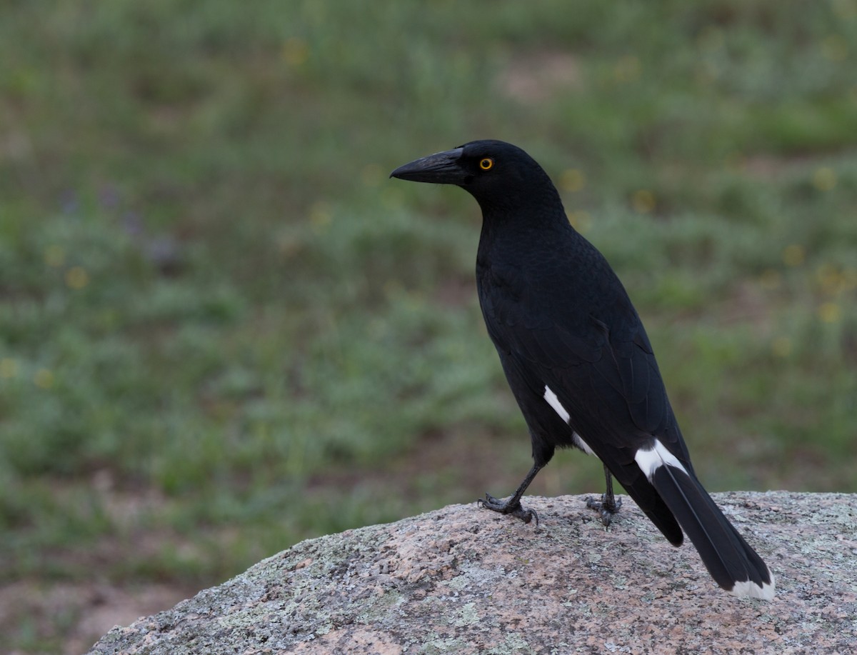 Pied Currawong - ML154733841