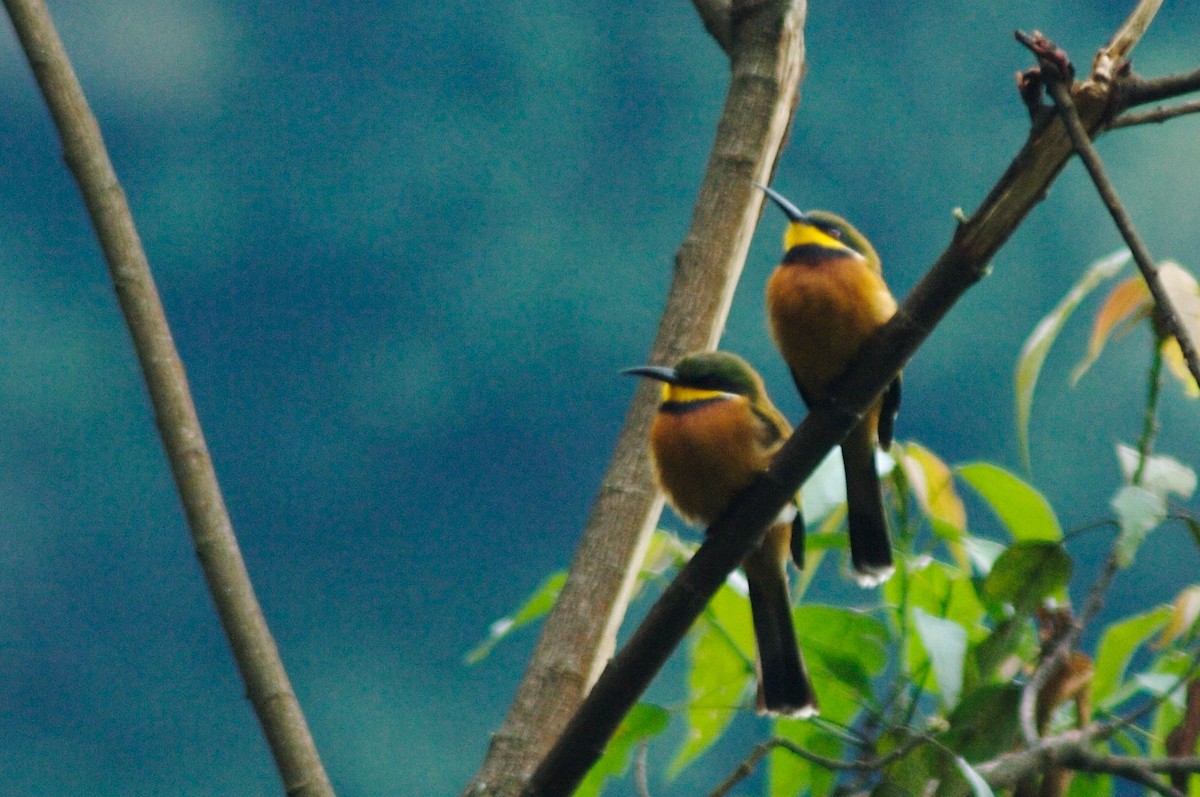 Cinnamon-chested Bee-eater - Richard Fleming
