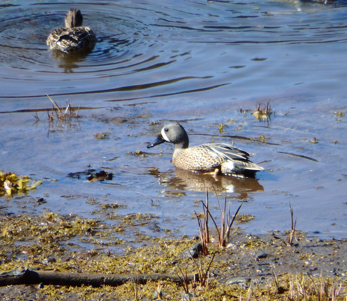 Blue-winged Teal - ML154738521