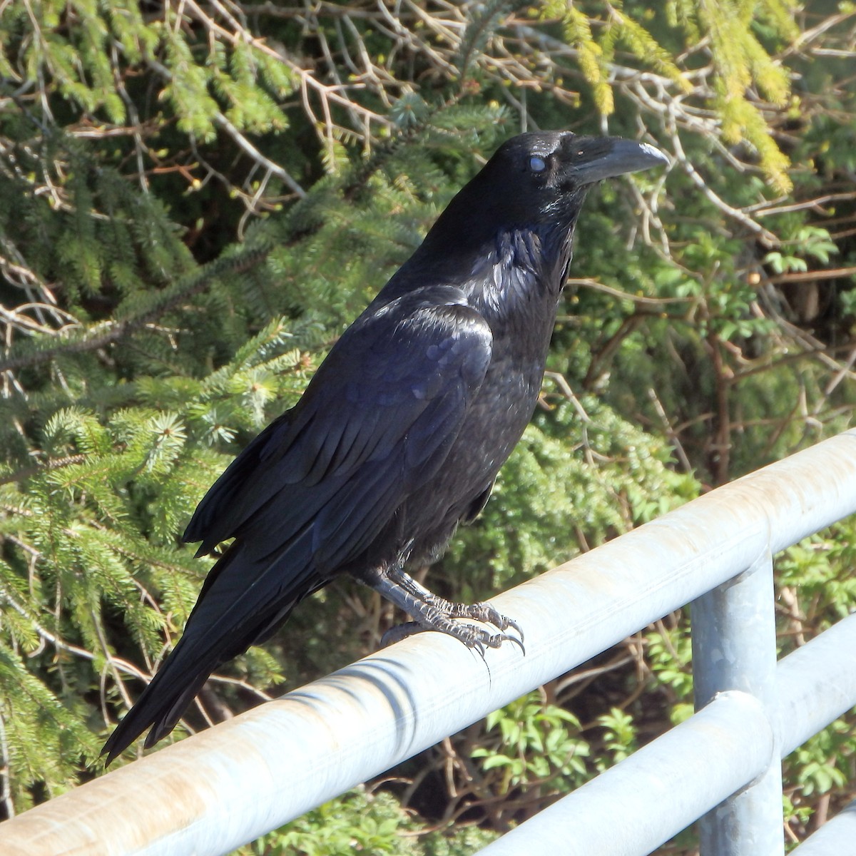 Common Raven - Victoria Vosburg