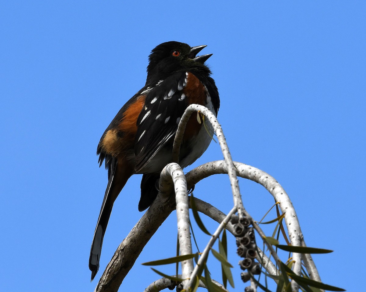 Spotted Towhee - ML154739921