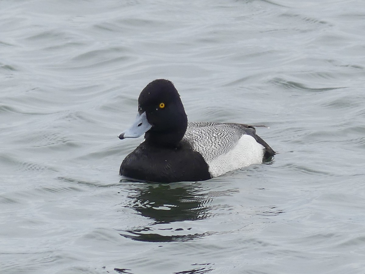 Lesser Scaup - Ted Down