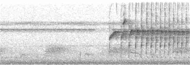 Тиран-карлик амазонійський - ML154743021