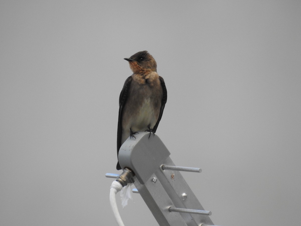 Southern Rough-winged Swallow - ML154749821
