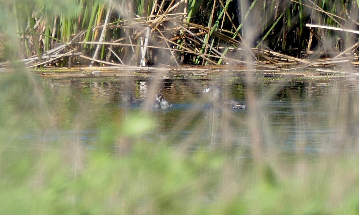Pied-billed Grebe - Don Hall