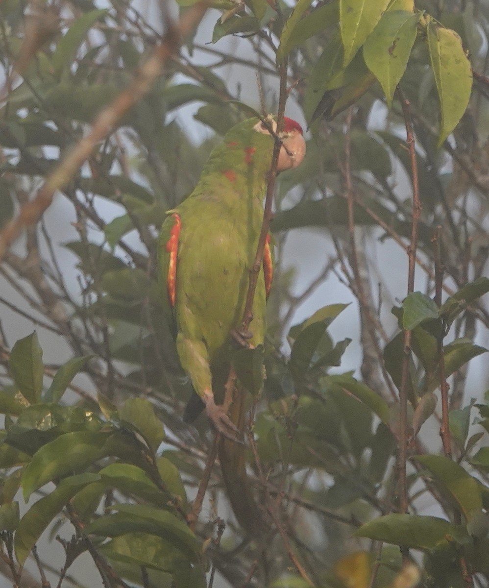 Crimson-fronted Parakeet - Peter Blancher