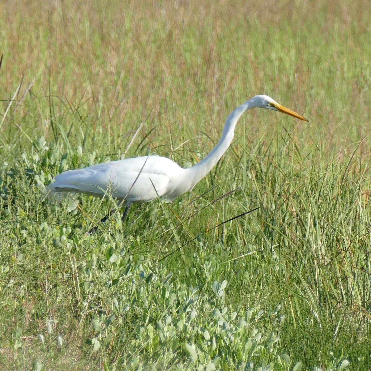 Great Egret - Don Hall