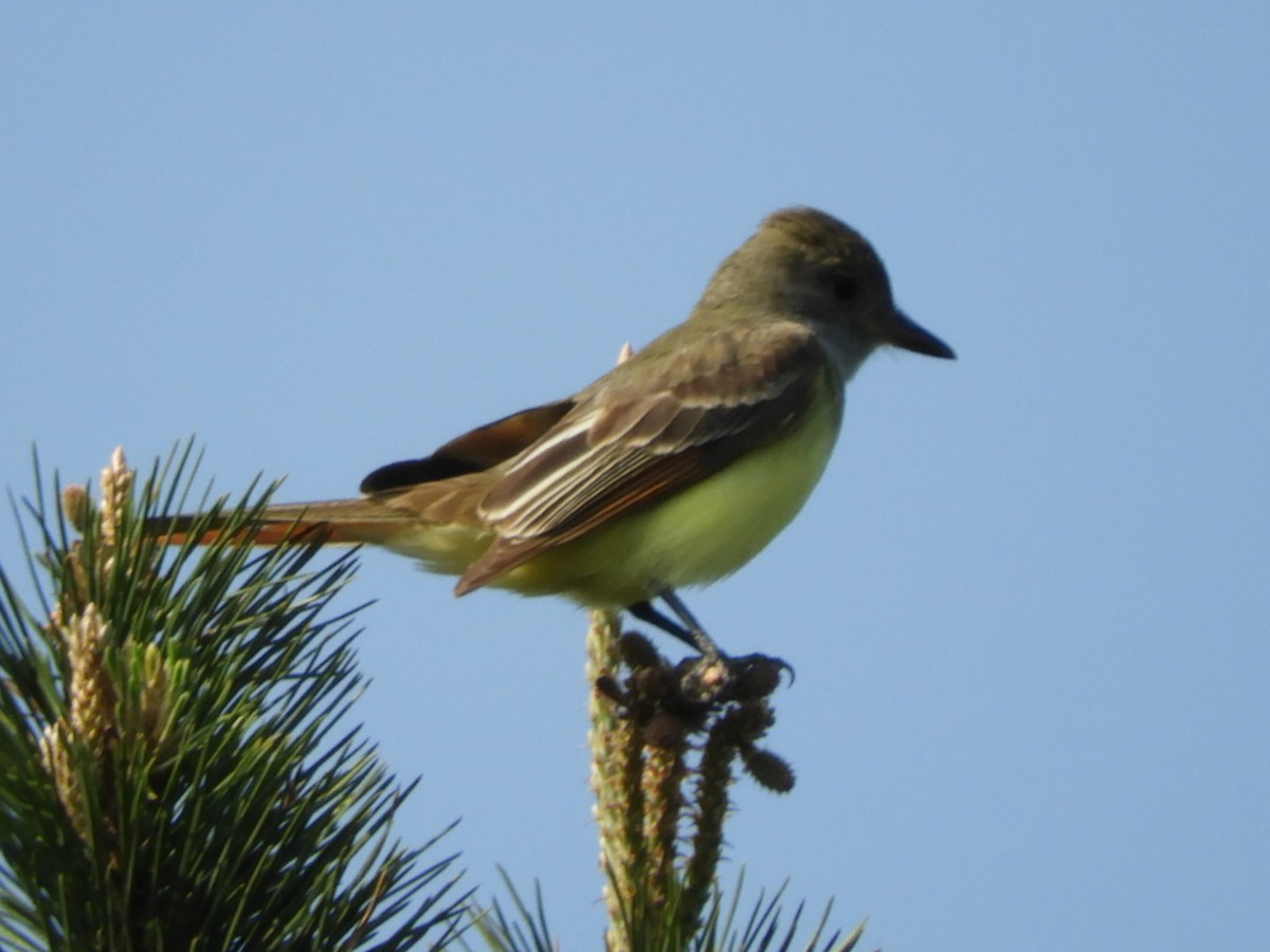 Great Crested Flycatcher - ML154763351