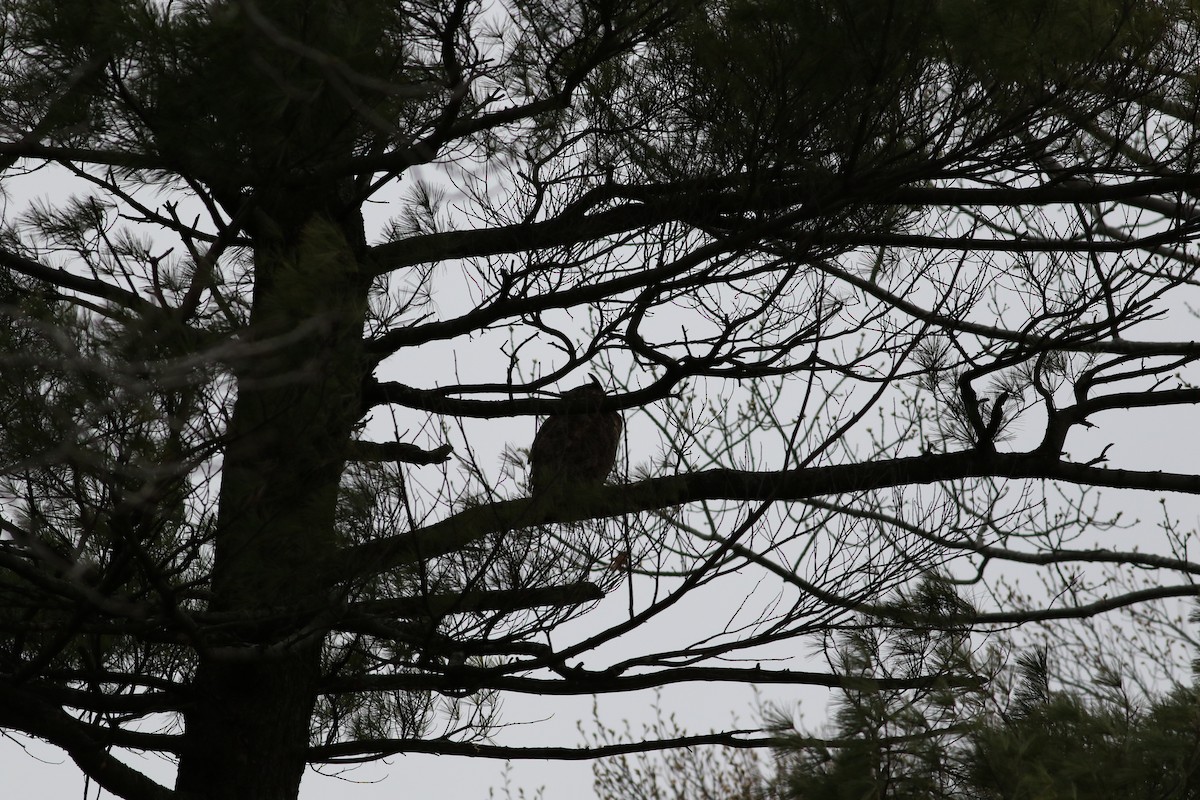 Great Horned Owl - Richard Poort