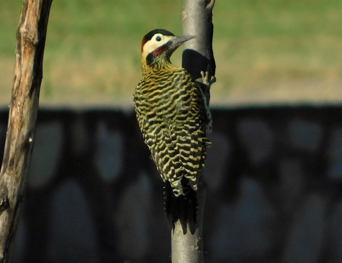 Green-barred Woodpecker - ML154773191