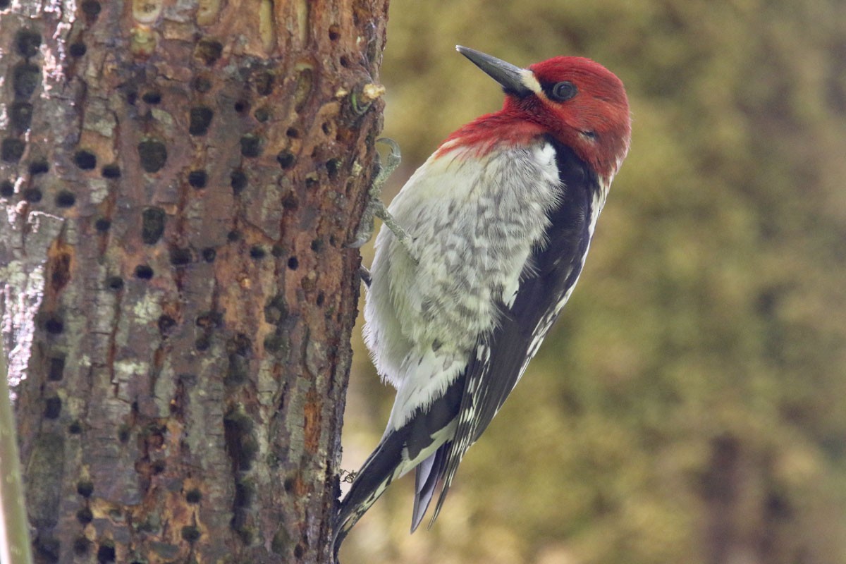 Red-breasted Sapsucker - ML154774301