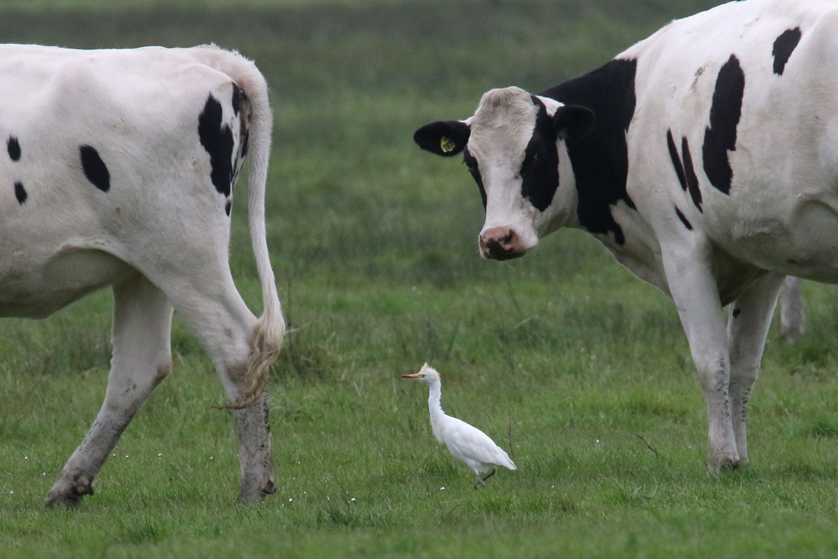 Western Cattle Egret - Noah Strycker