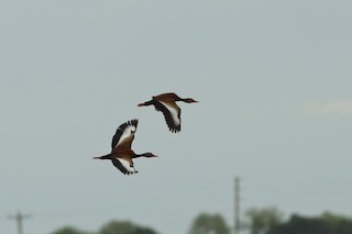 Black-bellied Whistling-Duck, ML154776181