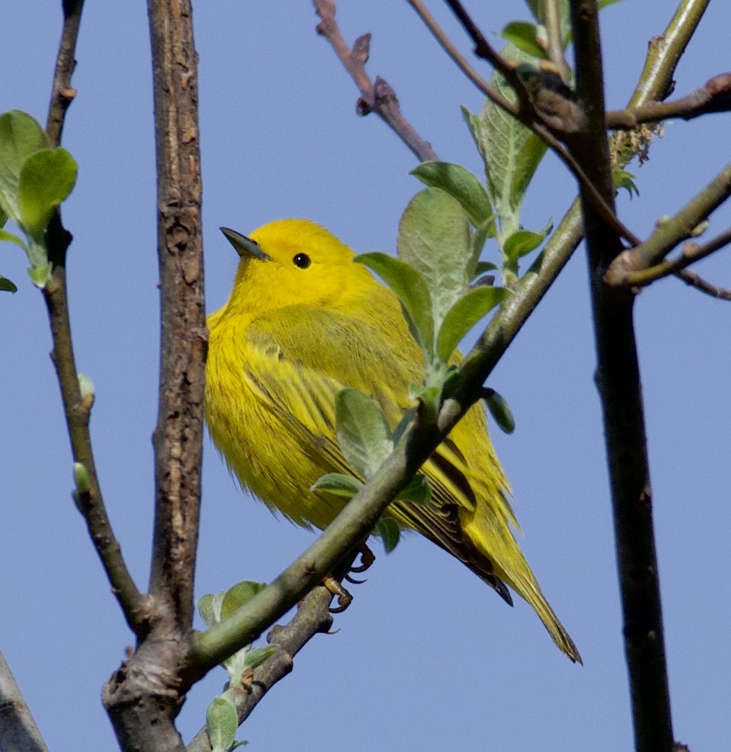 Yellow Warbler - Linda Ankerstjerne Olsen