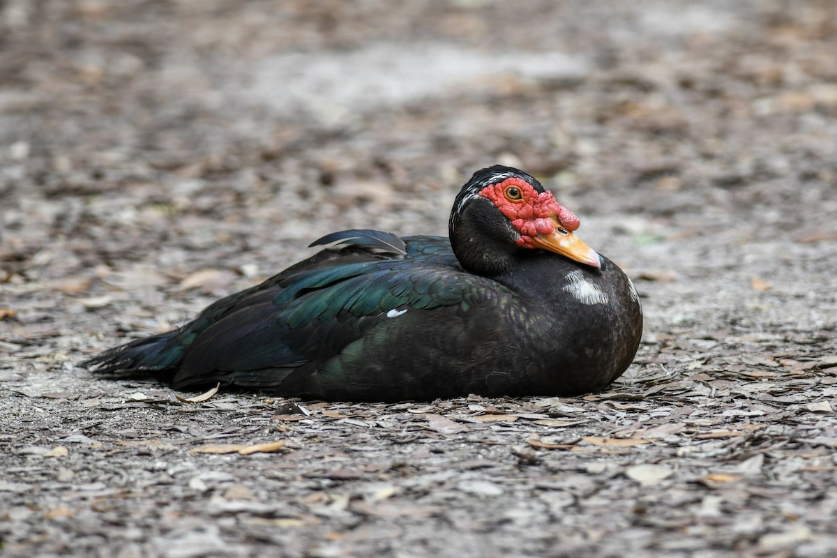 Muscovy Duck (Domestic type) - Mike Charest