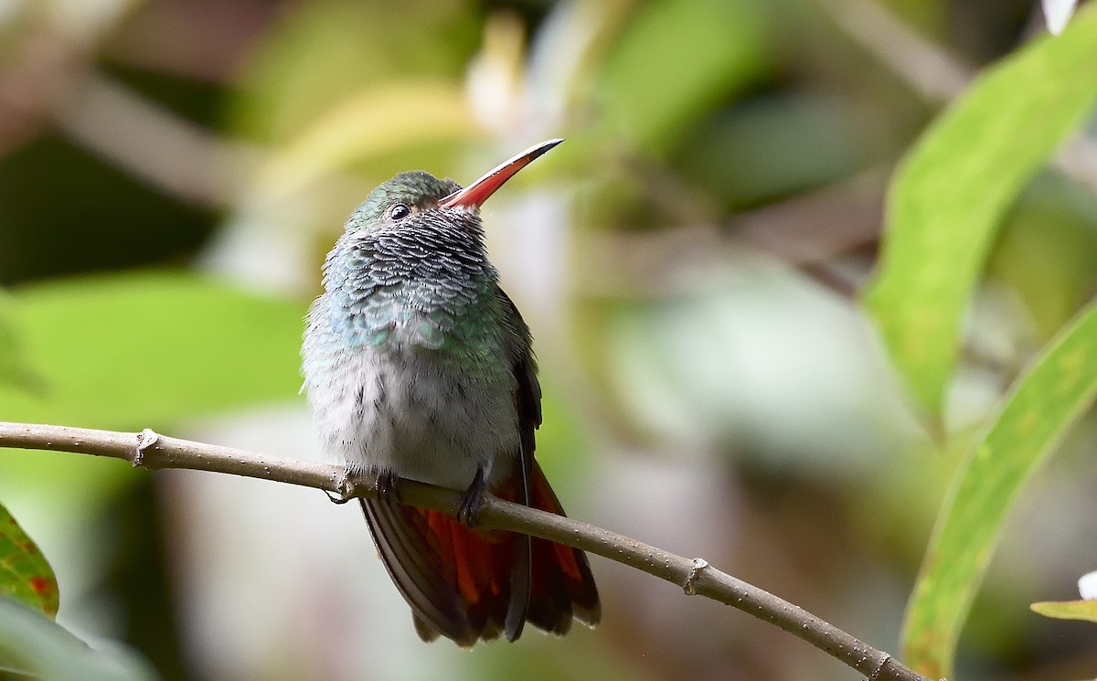 Rufous-tailed Hummingbird - Germán  Correa Jaramillo