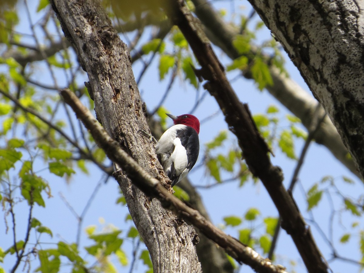 Red-headed Woodpecker - ML154785731