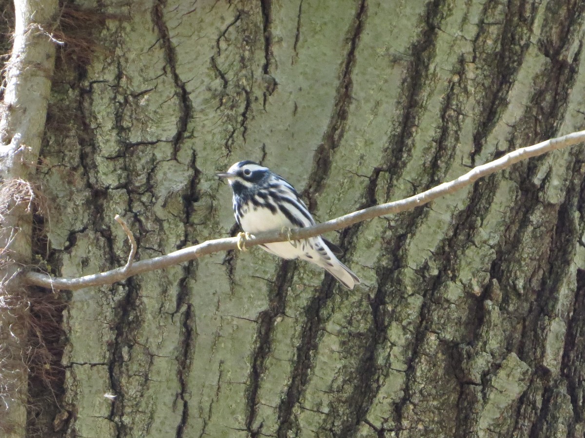 Black-and-white Warbler - ML154786091