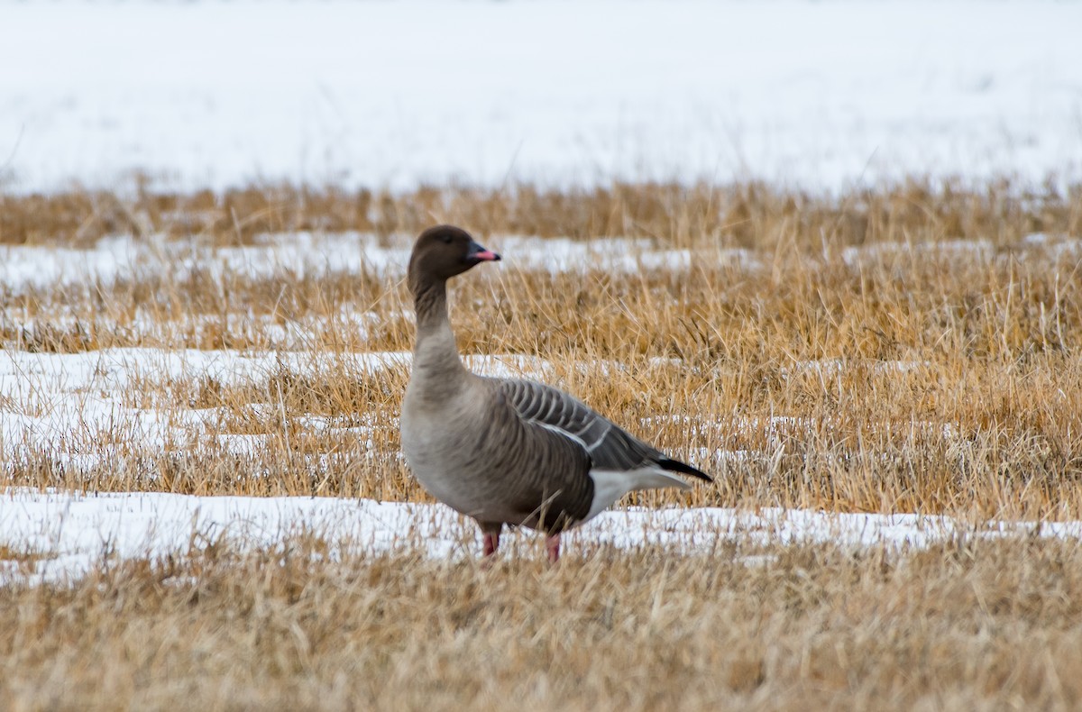 Pink-footed Goose - Frank King