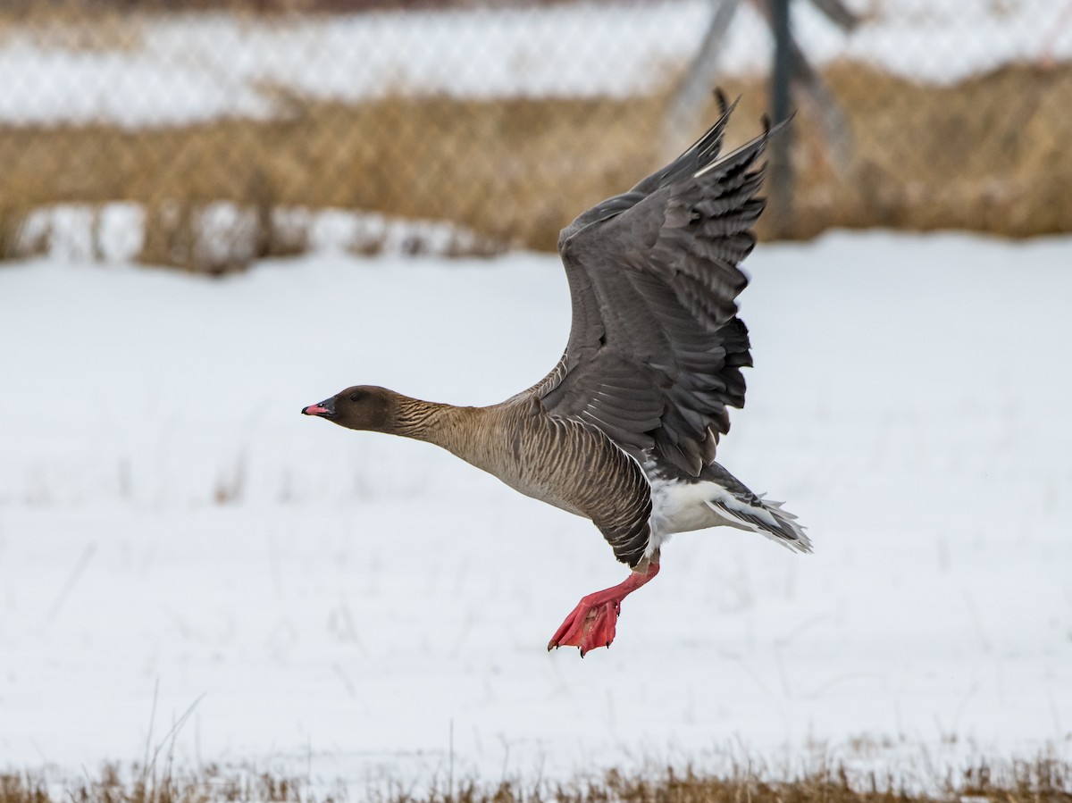 Pink-footed Goose - Frank King