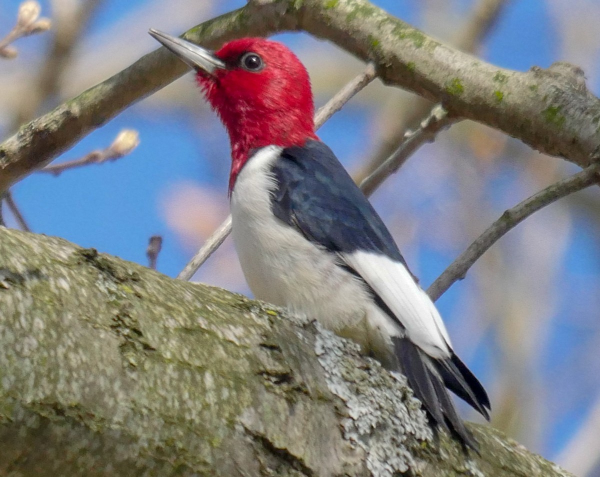 Red-headed Woodpecker - Roger Horn