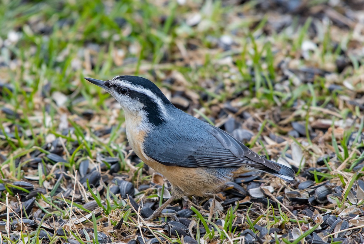 Red-breasted Nuthatch - ML154787961
